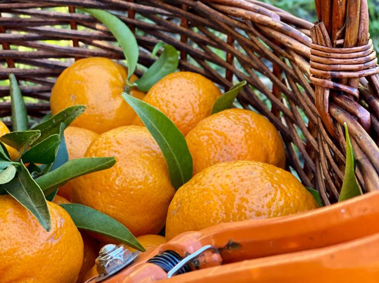 oranges
